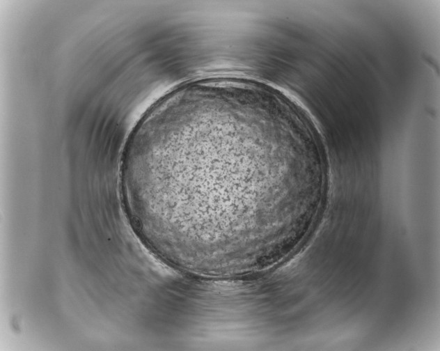 X0000099541333200805301452