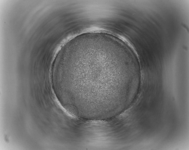 X0000099541429200805301451