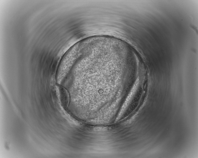 X0000099541521200805301450