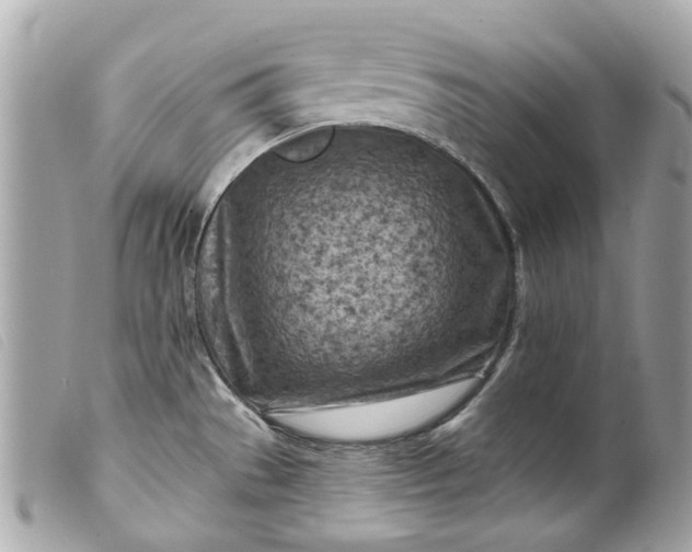 X0000099541529200805301450