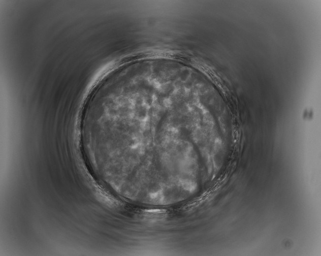 X0000099540053200806061503