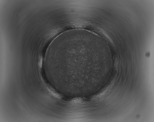 X0000099540076200806061504