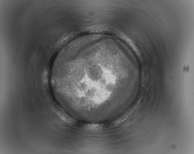 X0000099540161200806061502