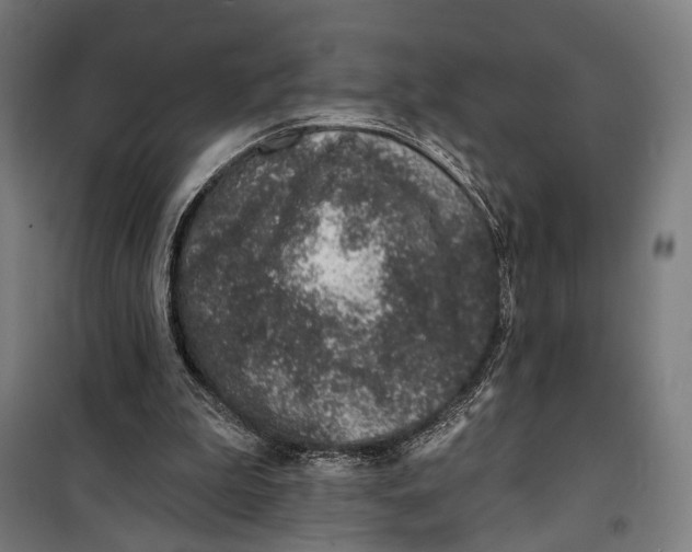 X0000099540199200806061502