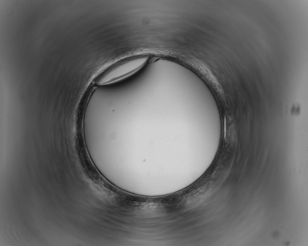 X0000099540204200806061502