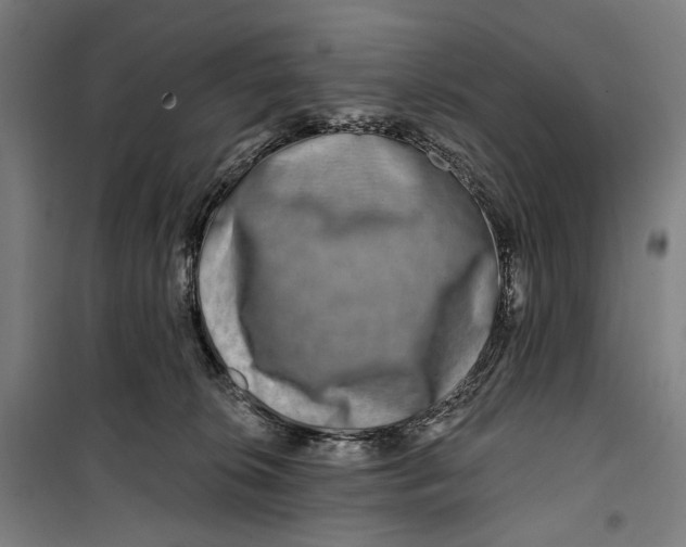 X0000099540276200806061501