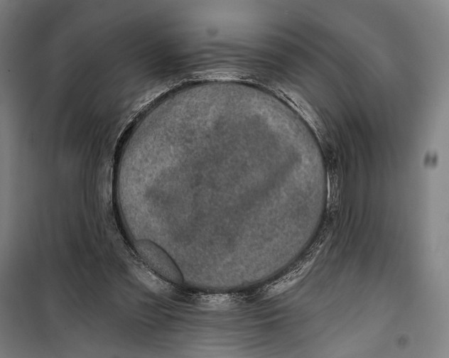 X0000099540301200806061500