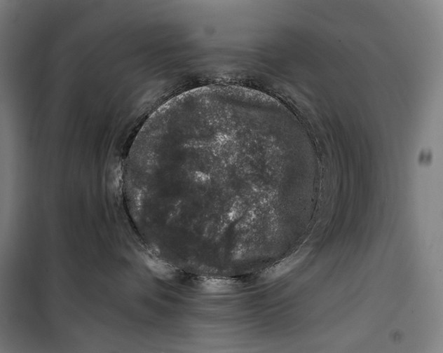 X0000099540336200806061500