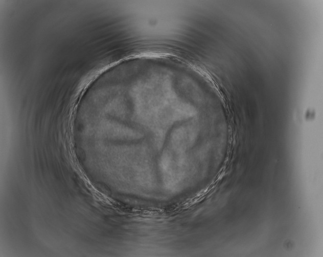 X0000099540337200806061459