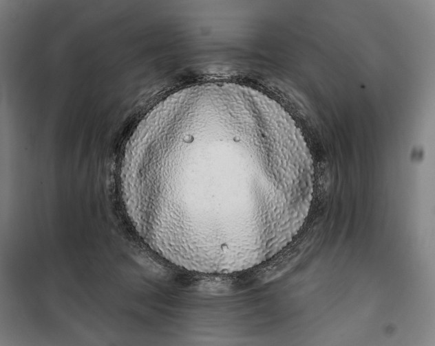 X0000099540369200806061500