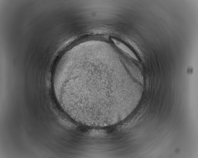 X0000099540403200806061459