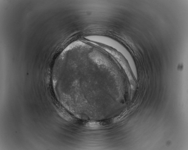 X0000099540413200806061459