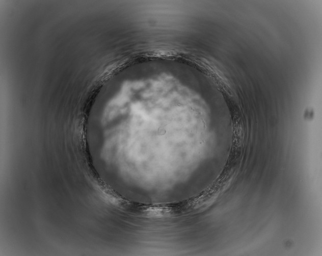 X0000099540415200806061459