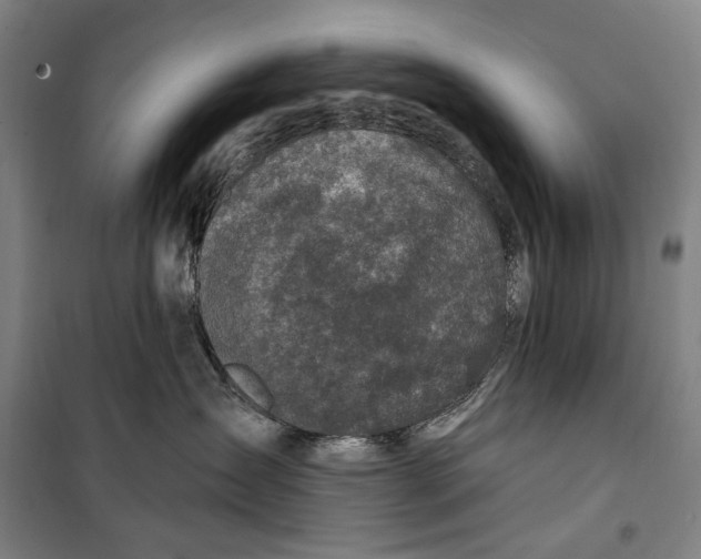 X0000099540431200806061458