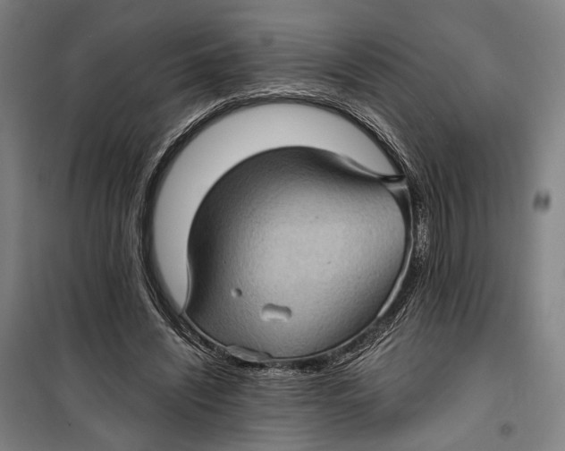 X0000099540444200806061458