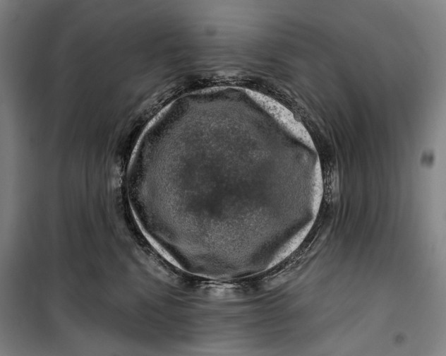 X0000099540472200806061458