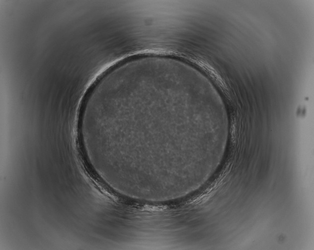 X0000099540484200806061458