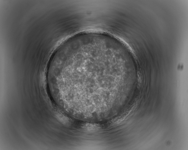 X0000099540487200806061457