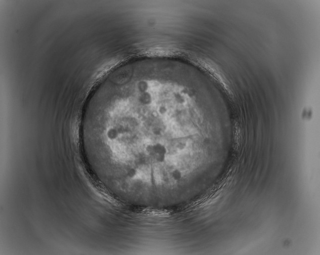 X0000099540491200806061457