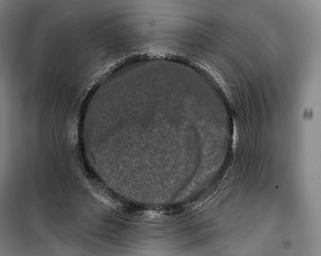 X0000099540496200806061457