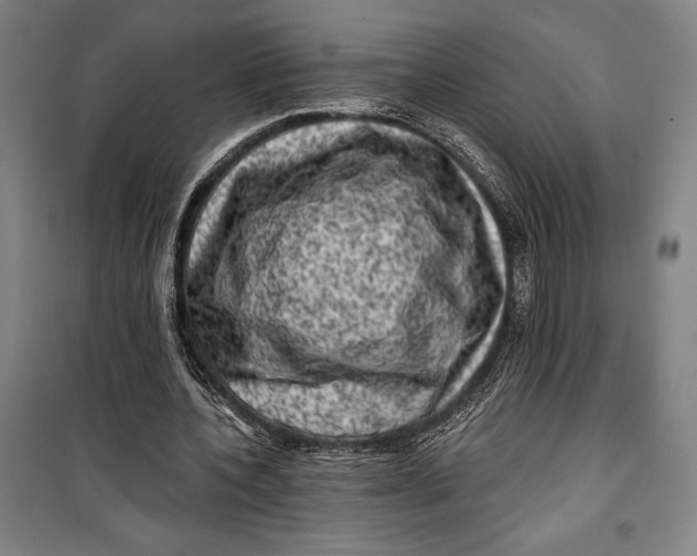 X0000099540532200806061456