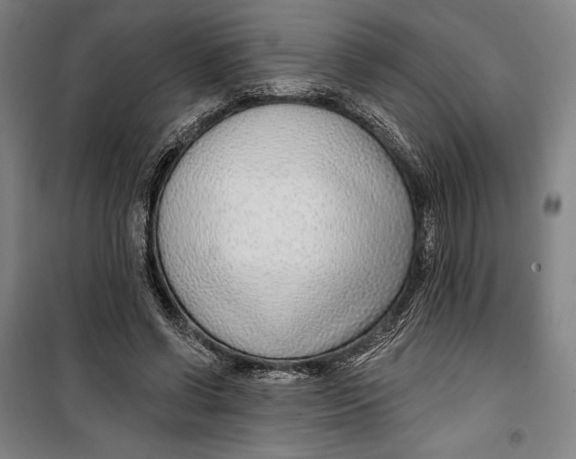 X0000099540542200806061456