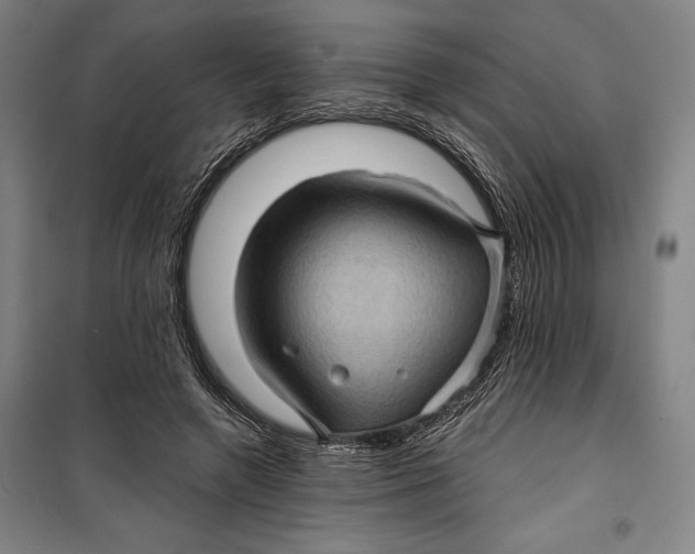 X0000099540546200806061456