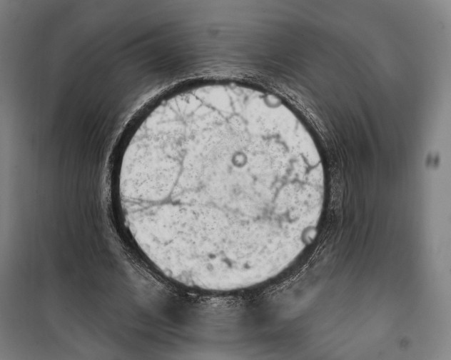 X0000099540584200806061456