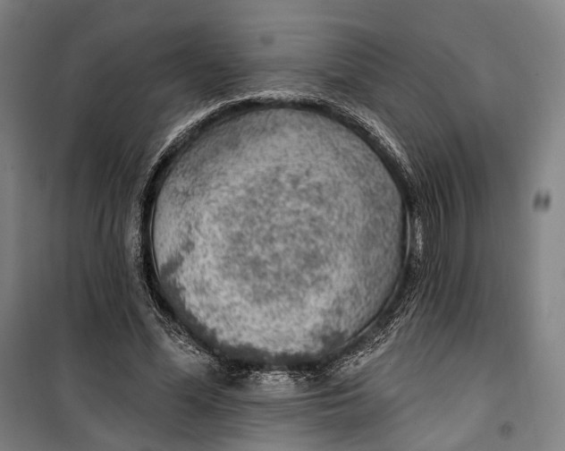 X0000099540588200806061456