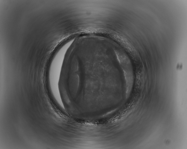 X0000099540592200806061456