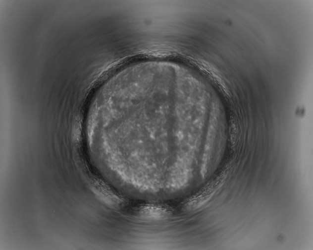 X0000099540596200806061456