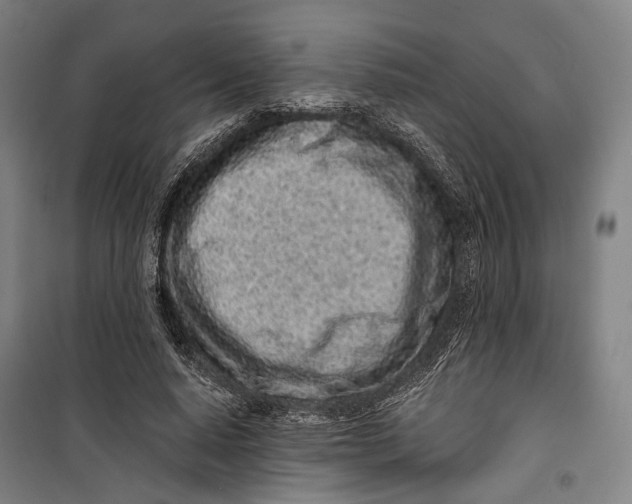 X0000099540640200806061455