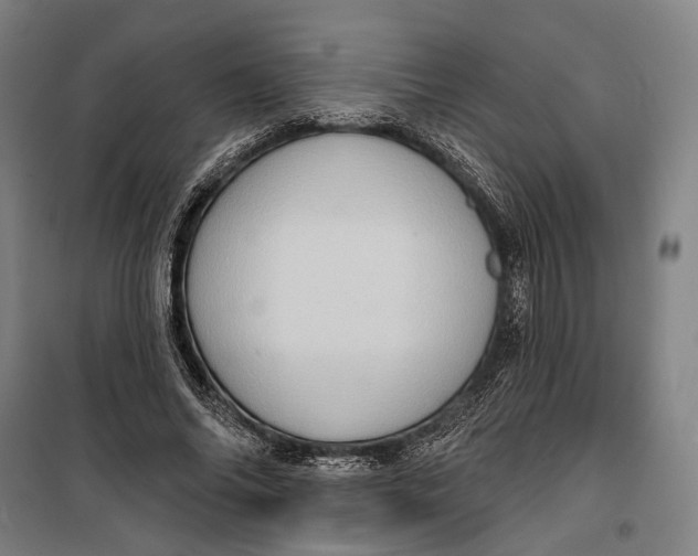 X0000099540686200806061455