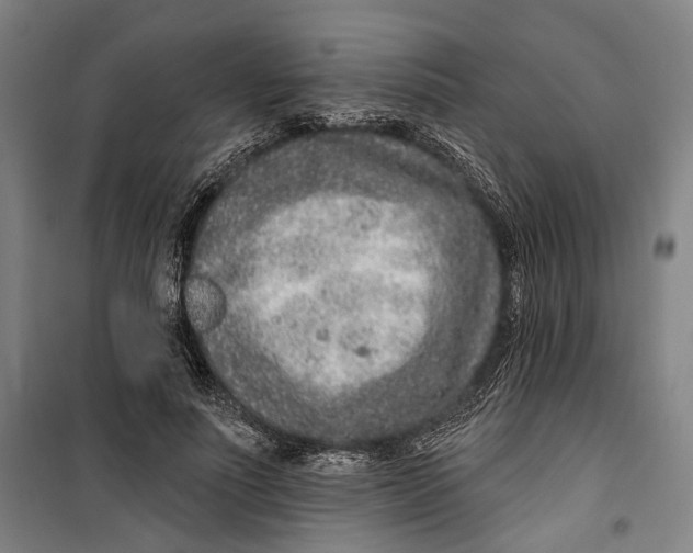 X0000099540691200806061455