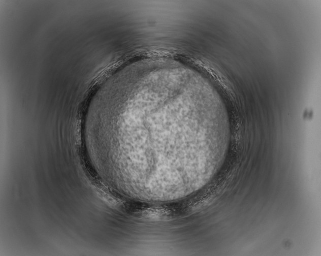 X0000099540696200806061455