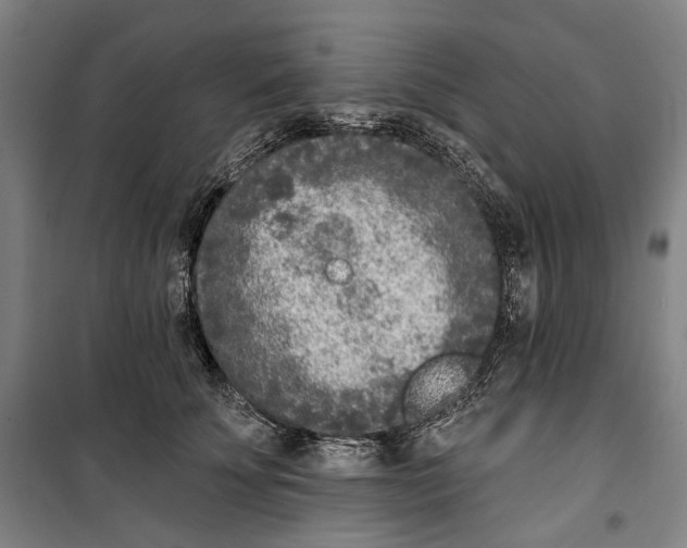 X0000099540707200806061454