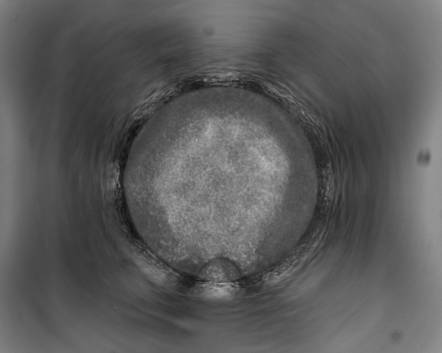 X0000099540711200806061454