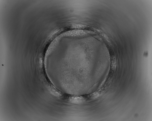 X0000099540716200806061454