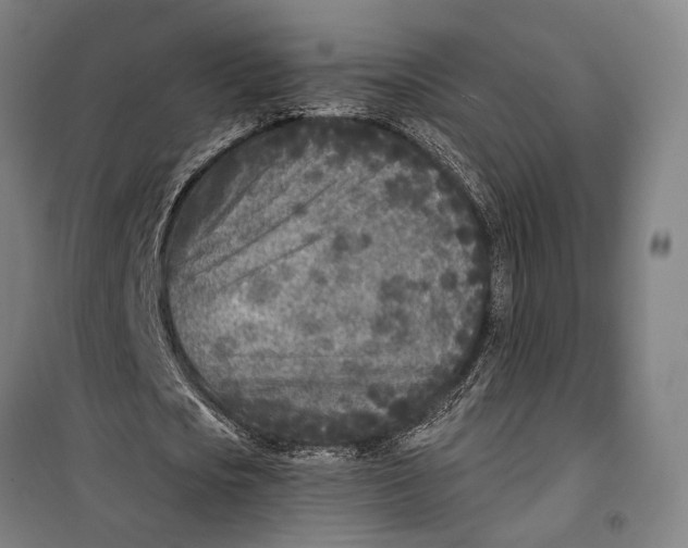 X0000099540721200806061453