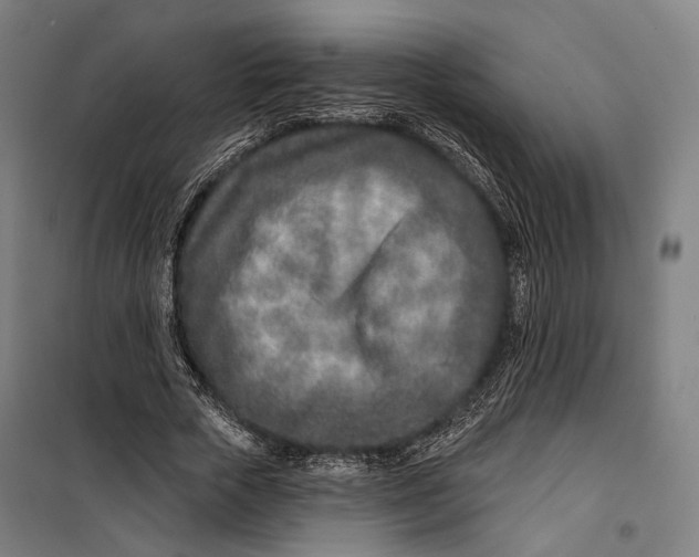 X0000099540729200806061454