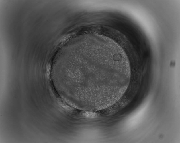 X0000099540767200806061454