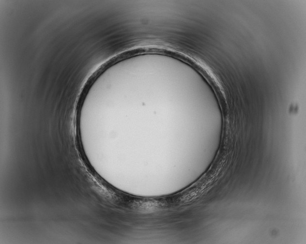 X0000099540791200806061453