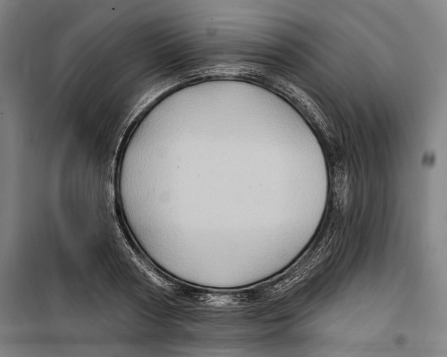 X0000099540794200806061453