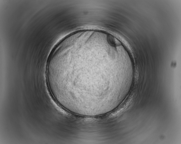 X0000099540847200806061453