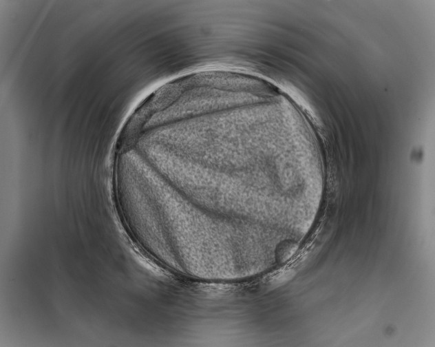 X0000099540854200806061453