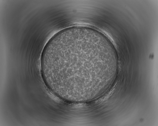 X0000099540891200806061452