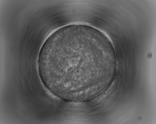 X0000099540895200806061452