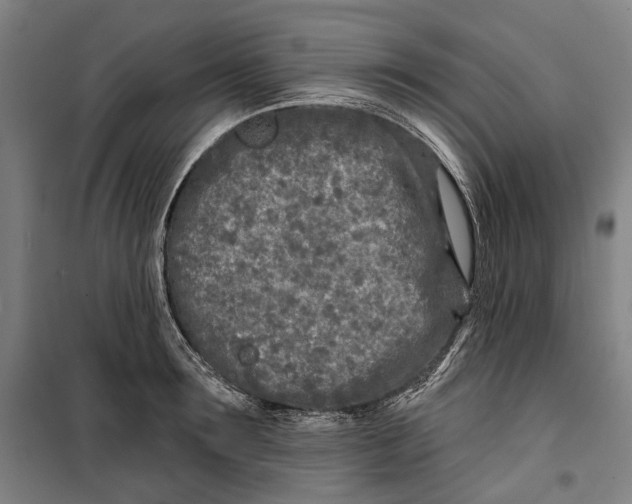 X0000099540899200806061452