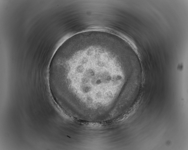 X0000099540907200806061451