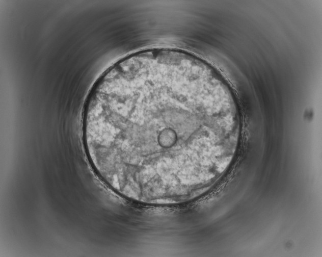 X0000099540950200806061451